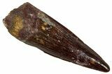 Juvenile Fossil Spinosaurus Tooth - Real Dinosaur Tooth #348722-1